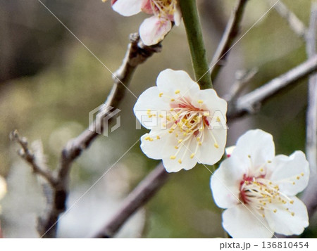 早春を告げる白梅の花と蕾のクローズアップ 早春を告げる白梅の花と蕾のクローズアップ 136810454