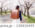 満開の桜並木の道でランドセルを背負った女の子の後ろ姿 入学式の新入生 小学校 通学 136810495