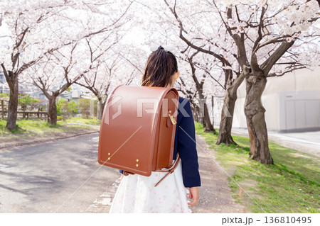 満開の桜並木の道でランドセルを背負った女の子の後ろ姿 入学式の新入生 小学校 通学 満開の桜並木の道でランドセルを背負った女の子の後ろ姿 入学式の新入生 小学校 通学 136810495