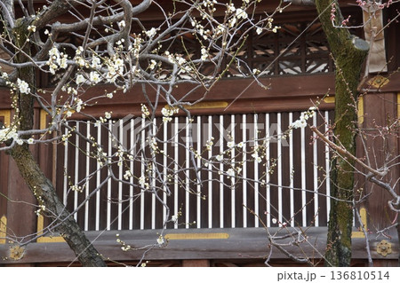 湯島天満宮の梅まつり 湯島天満宮の梅まつり 136810514