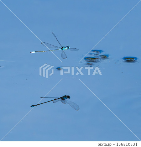 Blue Damselfly Blue Damselfly 136810531