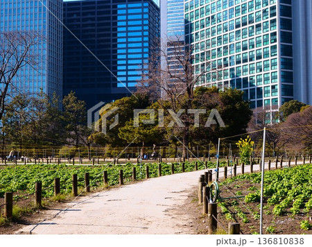 浜離宮恩賜庭園の開花前の菜の花畑 136810838