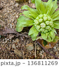 フキノトウ 136811269