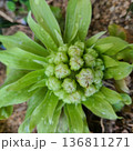 フキノトウ 136811271