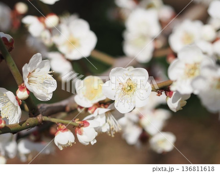 白い梅の花 136811618