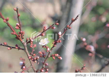 白梅 豊後 梅 白色 花 春 2月 136811722