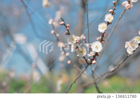 白梅 梅の花 梅 白色 春 2月 イメージ 白梅 梅の花 梅 白色 春 2月 イメージ 136811780