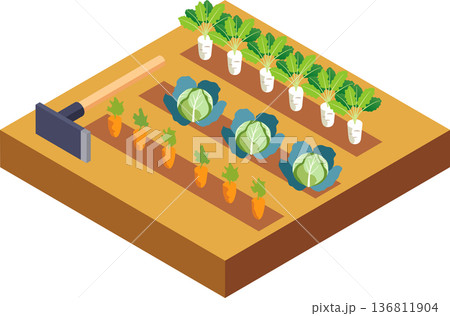 野菜を栽培している畑のアイソメトリックイラスト 136811904