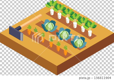 野菜を栽培している畑のアイソメトリックイラスト 136811904