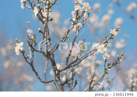 白梅 梅の花 梅 白色 春 2月 イメージ 136811946