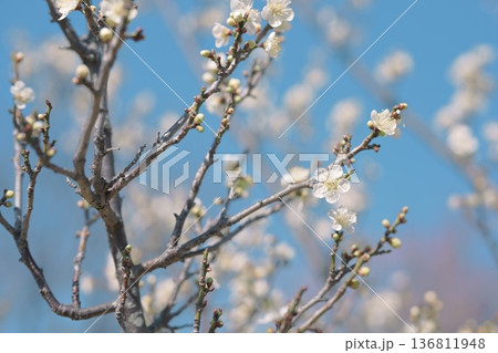 白梅 梅の花 梅 白色 春 2月 イメージ 136811948