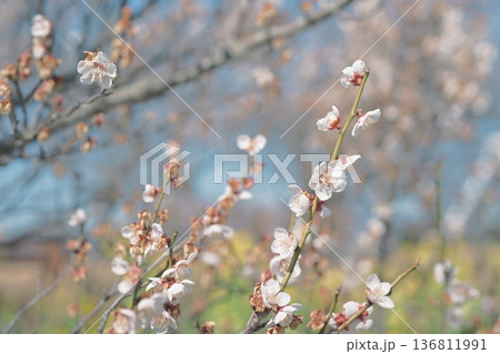 白梅 梅の花 梅 白色 春 2月 イメージ 136811991