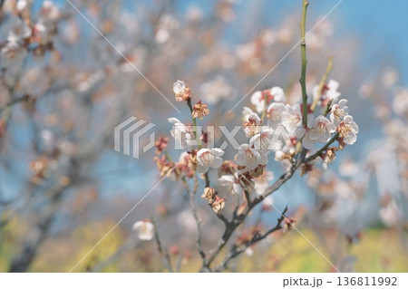 白梅 梅の花 梅 白色 春 2月 イメージ 136811992
