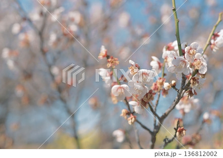 白梅 梅の花 梅 白色 春 2月 イメージ 136812002