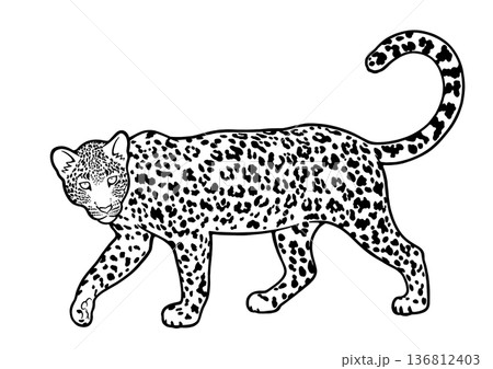 ヒョウ 136812403