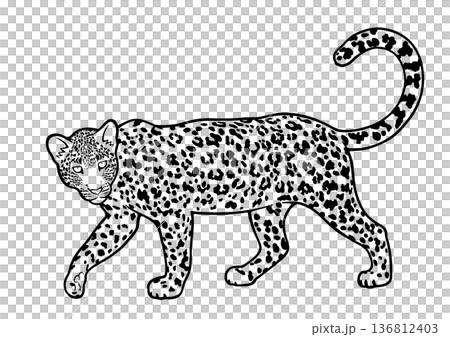 ヒョウ 136812403