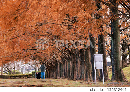 紅葉したメタセコイアの並木道 136812441