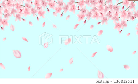 桜 春 風景 背景 桜 春 風景 背景 136812511