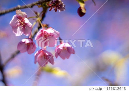 早春の青空をバックに咲く河津桜 136812648