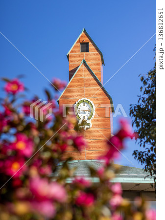 サザンカの花の間から見える時計塔 136812651