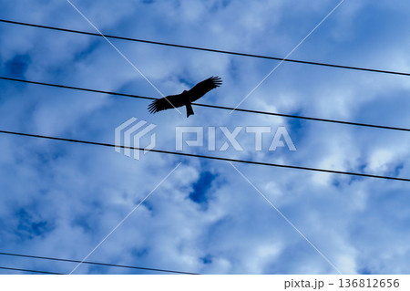 鳥のシルエット 電線 青空 飛翔 コントラスト 鳥のシルエット 電線 青空 飛翔 コントラスト 136812656