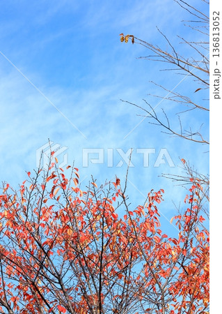 桜の木の紅葉 タテ位置 桜の木の紅葉 タテ位置 136813052