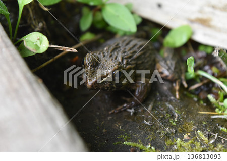 水辺の落ち葉の中に潜む茶色のカエル 湿地の生態風景 水辺の落ち葉の中に潜む茶色のカエル 湿地の生態風景 136813093
