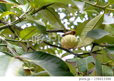 Unripe green mangosteen fruit hanging on a branch of a tropical tree with lush foliage. Natural outdoor sunlight highlighting the raw texture of the exotic fruit. Close up view of Garcinia mangostana. Unripe green mangosteen fruit hanging on a branch of a tropical tree with lush foliage. Natural outdoor sunlight highlighting the raw texture of the exotic fruit. Close up view of Garcinia mangostana. 136813366