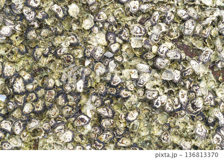 Macro top view of wild oyster shells and barnacles densely packed on coastal rock. Natural texture featuring organic patterns, sea life, and marine biology details from a wild beach shore environment. Macro top view of wild oyster shells and barnacles densely packed on coastal rock. Natural texture featuring organic patterns, sea life, and marine biology details from a wild beach shore environment. 136813370