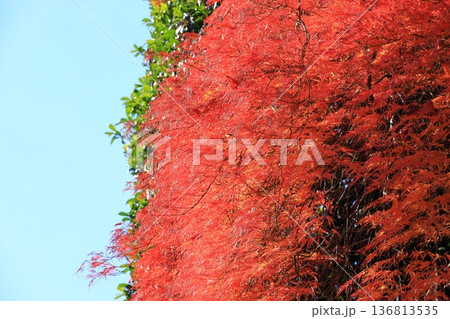 ベニシダレモミジの紅葉 ベニシダレモミジの紅葉 136813535