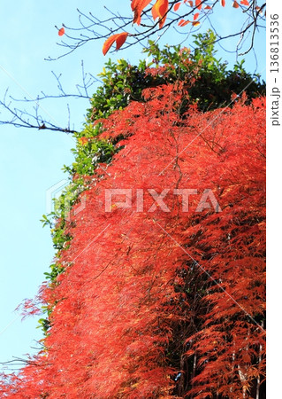 ベニシダレモミジの紅葉 タテ位置 ベニシダレモミジの紅葉 タテ位置 136813536