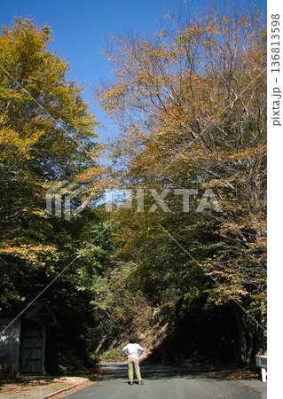 紅葉したブナの森 紅葉したブナの森 136813598