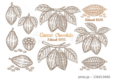Cocoa bean pod, chocolate cacao fruit tropical plant tree branch leaves botanical sketch. Sweet candy dessert, aroma drink, healthy natural food ingredient. Vintage engraving outline hand drawn vector 136813660