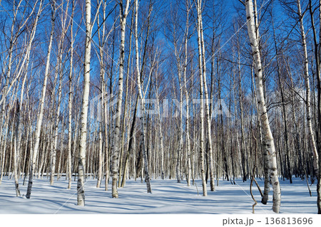 青空をバックに雪が積もった「白樺林」支笏洞爺国立公園 136813696
