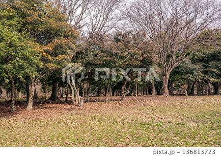 冬の公園（大泉緑地）の樹木 136813723