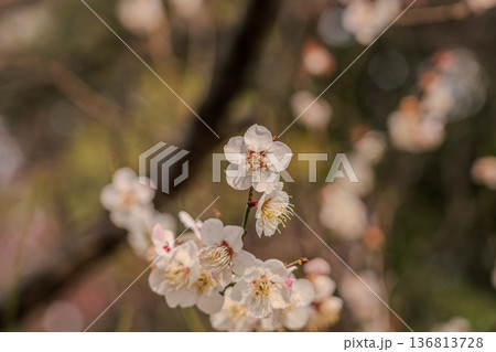 白い梅の花 136813728
