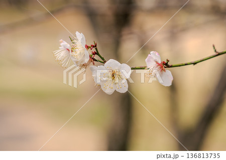 白い梅の花 白い梅の花 136813735