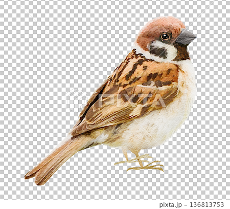 日本の野鳥　スズメ　雀　鳥図鑑　鳥の種類　水彩イラスト 136813753