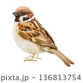 日本の野鳥　スズメ　雀　鳥図鑑　鳥の種類　水彩イラスト 136813754