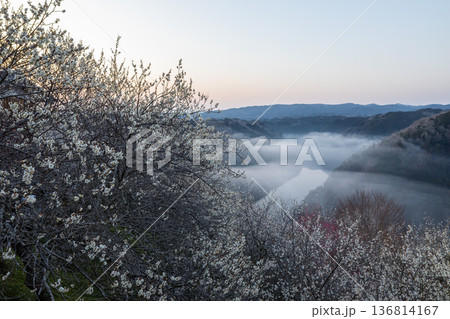 早春の雲海に梅輝く月ヶ瀬 早春の雲海に梅輝く月ヶ瀬 136814167