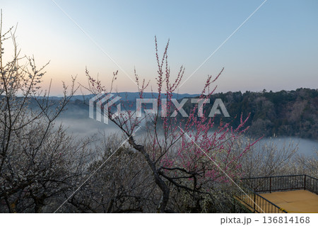 早春の雲海に梅輝く月ヶ瀬 早春の雲海に梅輝く月ヶ瀬 136814168