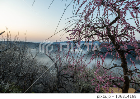 早春の雲海に梅輝く月ヶ瀬 136814169