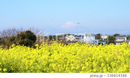 春の菜の花畑から望む 春の菜の花畑から望む 136814388