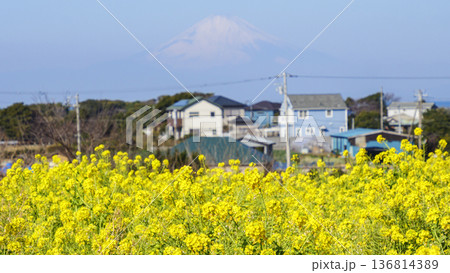 春の菜の花畑から望む 136814389