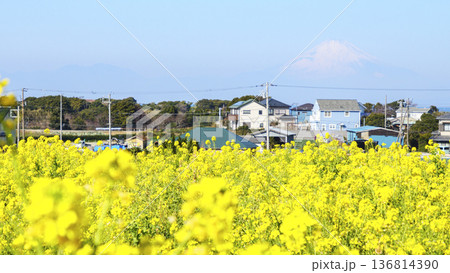 春の菜の花畑から望む 136814390