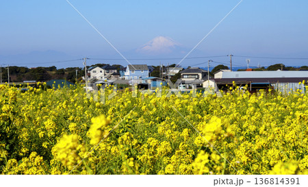 春の菜の花畑から望む 春の菜の花畑から望む 136814391