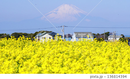 春の菜の花畑から望む 春の菜の花畑から望む 136814394