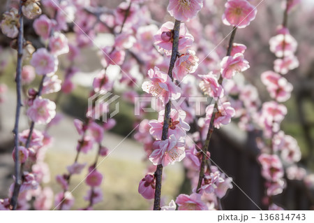 早春に梅咲き香る月ヶ瀬村 136814743