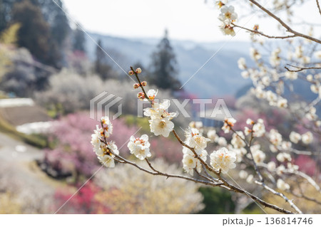 早春に梅咲き香る月ヶ瀬村 136814746