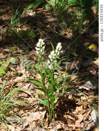 ササバギンラン ササバギンラン 136814930